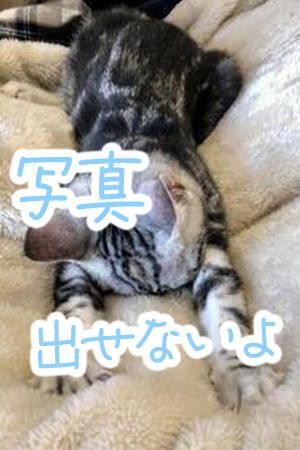 さくら